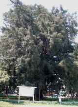 樹齢600年、樹高22.3m、目通り幹周5.4mの大カヤノキは、国内のカヤノキとしては最大級のもの。昭和29年、国の天然記念物に指定されています。 