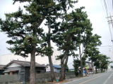 東海道の脇街道である姫街道のアカマツとクロマツの並木。中区の三方原追分から西区大山町にかけての道の西側にだけ、かつての面影のままに残されています。