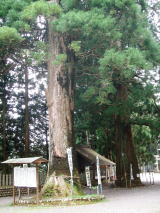 天竜区水窪町の山住山山頂に鎮座する神社は「お犬さま」として有名。境内にある2本のスギの御神木はいずれも樹齢1300年と伝えられ、県の天然記念物に指定されています。境内だけでなく周囲の山も、江戸時代に山住大膳亮が36万本のスギを植林したと伝えられています。