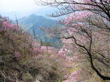 天竜区春野町にあり、標高1369mの原生林の山。4月末から5月にかけて全山を彩るアカヤシオ、シロヤシオの群落は樹齢100年以上と言われ、国の天然記念物に指定されています。伝説の「京丸牡丹」とは、このヤシオツツジのことではなかったか、とも言われています。