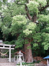 天竜川右岸に鎮座する「渡ヶ島諏訪神社」の社叢は、全体が市の天然記念物に指定され、クスノキ10本、シイ1本、タブノキ1本、スギ13本、ヒノキ1本、ムクノキ2本からなる境内林。中でも鳥居横のクスノキが最大です。